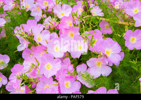 Close up of Pink flower onagre Banque D'Images