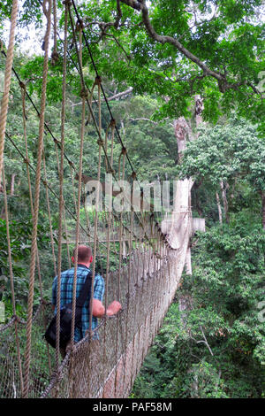 La découverte touristique du niveau supérieur de la forêt tropicale tout en marchant sur des ponts de corde de la Canopy Walkway au parc national de Kakum, au Ghana Banque D'Images