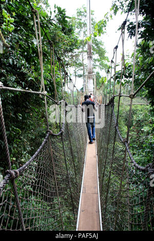 Les touristes explorant le niveau supérieur de la forêt tropicale tout en marchant sur des ponts de corde de la Canopy Walkway au parc national de Kakum, au Ghana Banque D'Images