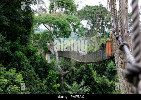 Les touristes explorant le niveau supérieur de la forêt tropicale tout en marchant sur des ponts de corde de la Canopy Walkway au parc national de Kakum, au Ghana Banque D'Images