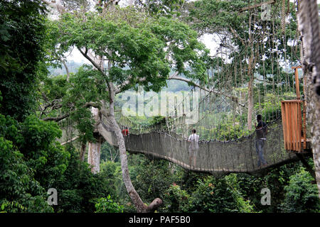 Les touristes explorant le niveau supérieur de la forêt tropicale tout en marchant sur des ponts de corde de la Canopy Walkway au parc national de Kakum, au Ghana Banque D'Images