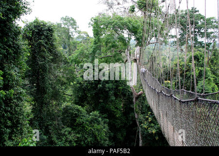 Les touristes explorant le niveau supérieur de la forêt tropicale tout en marchant sur des ponts de corde de la Canopy Walkway au parc national de Kakum, au Ghana Banque D'Images