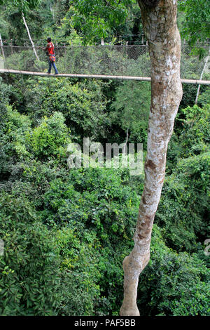 La découverte touristique du niveau supérieur de la forêt tropicale tout en marchant sur des ponts de corde de la Canopy Walkway au parc national de Kakum, au Ghana Banque D'Images