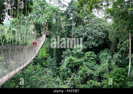 Les touristes explorant le niveau supérieur de la forêt tropicale tout en marchant sur des ponts de corde de la Canopy Walkway au parc national de Kakum, au Ghana Banque D'Images