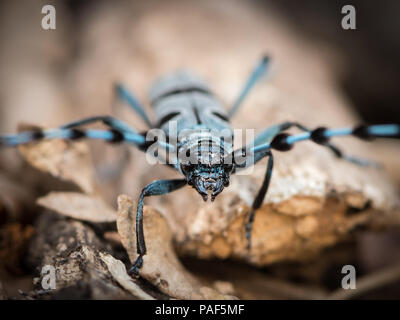 Le longicorne Alpine colorés (Rosalia alpina, Cerambycidae) sur un beech tree Banque D'Images