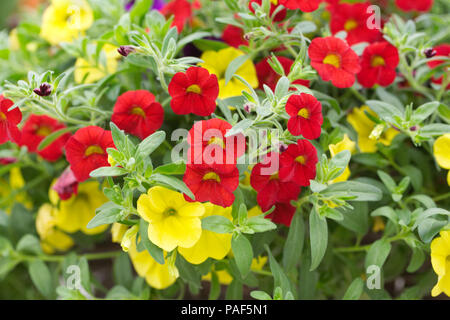 Calibrachoa. Millions bells fleurs dans un panier suspendu. Banque D'Images