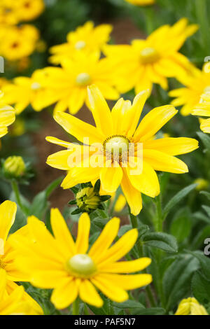 Rudbeckia hirta 'Prairie Sun' fleurs. Banque D'Images