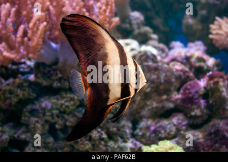 Photo de poissons marins - Platax Banque D'Images