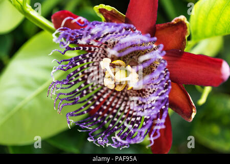 Fleurs de passiflore - passiflora - sur les feuilles vertes, La Orotava, Tenerife, Espagne Banque D'Images