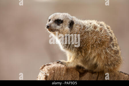 Magnifique portrait d'un meerkat a grimpé sur une ligne réseau Banque D'Images