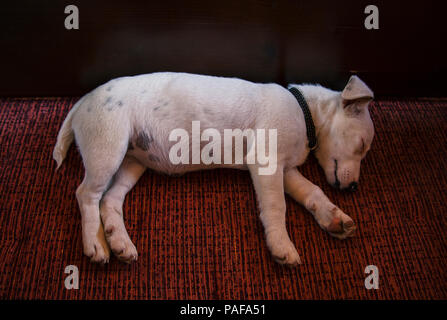 Le petit jack Russel sleepig on bed Banque D'Images