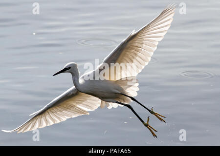 Egret survolant la rivière Douro, au nord du Portugal, dans l'éclairage doux, au cours de son activité de pêche Banque D'Images