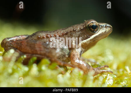 Grenouille ibérique (Rana iberica) grenouille leggy Banque D'Images