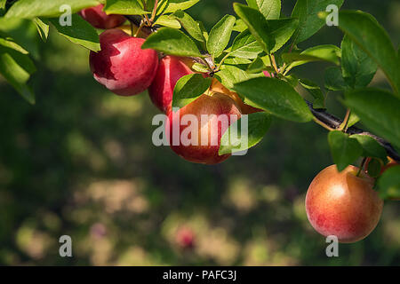 Groupe de big red ronde et prunes jaunes sur branche d'arbre en soleil. Focus sélectif. Avec l'arrière-plan flou et copier l'espace. Moment de la récolte et de l'ee en bonne santé Banque D'Images