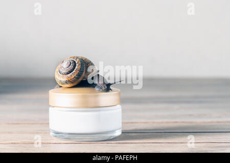 Close up, d'un escargot, filant vers un pot de crème pour la peau. Banque D'Images