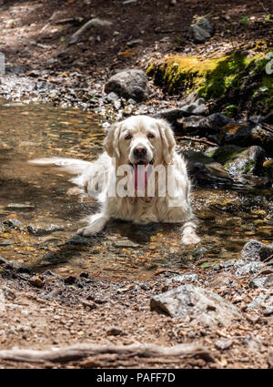 Couleur platine Golden Retriever dog se rafraîchir dans le ruisseau Bear, près de Salida, Colorado, USA Banque D'Images