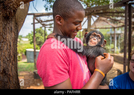 Jeune personne de couleur tient bébé chimpanzé (Pan troglodytes) Ganta Libéria Banque D'Images