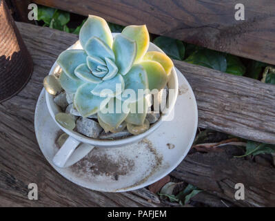 Petite plante succulente en verre avec verre jonchant jardin close up Banque D'Images