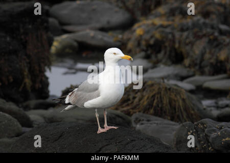 American Herring Gull April 12th, 2012 Sachuest National Wildlife Refuge, Rhode Island Canon 50D, 400 5.6L Banque D'Images