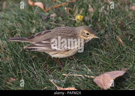 Pipit d'Amérique Novembre 10th, 2008 près de Wall Lake, comté de Minnehaha, Dakota du Sud Canon 40D, 400 5.6L Banque D'Images