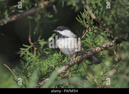 Mésange à Septembre 4th, 2011 Comté de Minnehaha, SD Banque D'Images