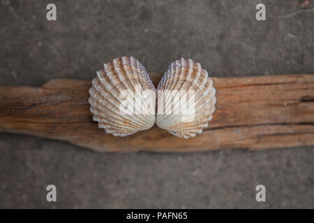 2 beaux coquillages de la plage sur un morceau de bois flotté Banque D'Images