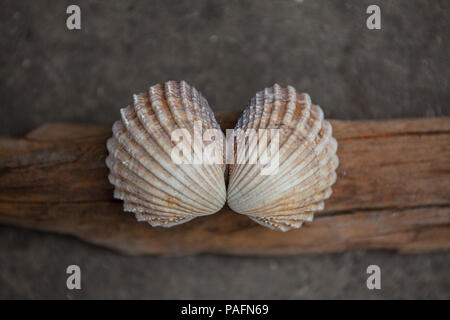 2 beaux coquillages de la plage sur un morceau de bois flotté Banque D'Images