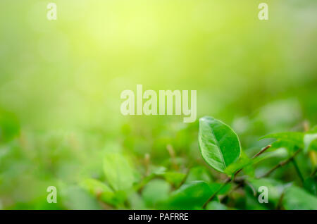 Feuilles d'herbe verte fraîche de flou (shallow DoF) plantes vertes naturelles à l'aide du paysage en arrière-plan ou le papier peint Banque D'Images