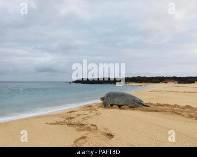 Les tortues vertes viennent pondre leurs oeufs sur les plages de l'île de l'Ascension. Banque D'Images