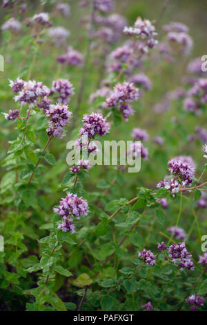 Fleurs rose-violet d'origan (Origanum vulgare) en juillet, close-up Banque D'Images