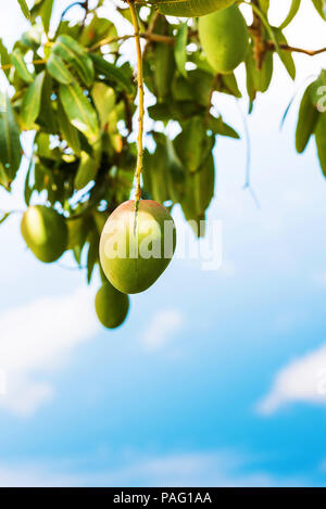 Fruits de mango contre le ciel, Viñales, Pinar del Rio, Cuba. Close-up. L'espace de copie pour le texte. La verticale Banque D'Images