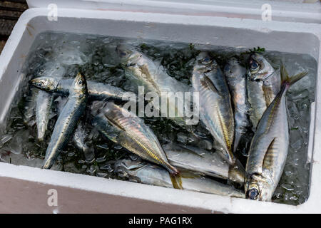 Sardine japonais et Japonais Chinchard dans boîte à poisson avec de la glace et de l'eau Banque D'Images