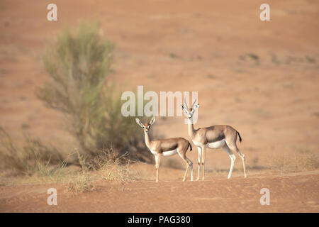 Mère et bébé dans la gazelle des dunes du désert. Dubaï, Émirats arabes unis. Banque D'Images