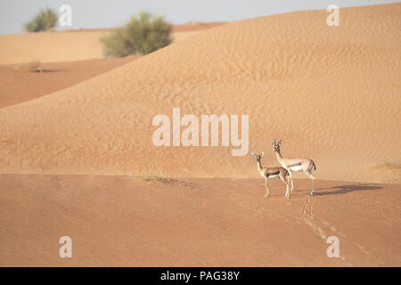 Mère et bébé dans la gazelle des dunes du désert. Dubaï, Émirats arabes unis. Banque D'Images