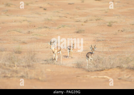 Famille de trois gazelles mountaing : mère, père, bébé en paysage désertique. Dubaï, Émirats arabes unis. Banque D'Images