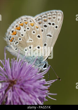 Bleu du nord de manger une fleur dans son habitat au Danemark Banque D'Images