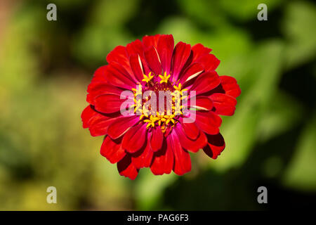 Un beau rouge zinnia Zinnia elegans (commune), également connu sous le nom de la jeunesse et de l'âge ou l'élégant zinnia, fleurir dans le soleil de l'été. Banque D'Images