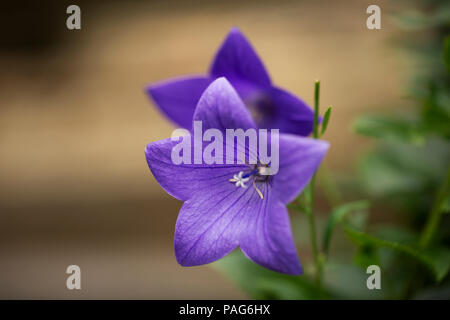 Balloon Flower (Dryas octopetala) dans divers bleu sentimental. Banque D'Images