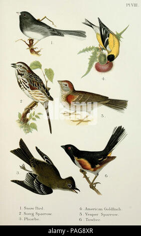 Un manuel populaire des oiseaux du Canada et des États-Unis, Boston, Little, Brown, 1903. Banque D'Images
