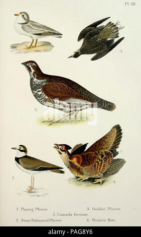 Un manuel populaire des oiseaux du Canada et des États-Unis, Boston, Little, Brown, 1903. Banque D'Images