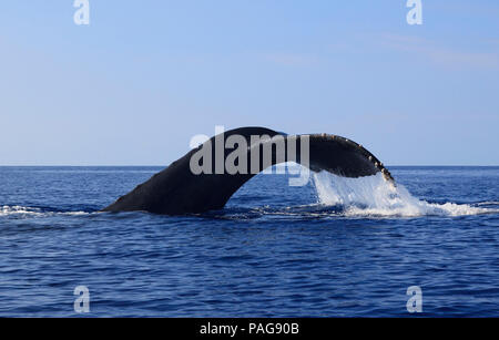 Plongées de baleines à bosse au large de Olowalu, Maui, Hawaii. L'observation des baleines à partir d'un kayak peut être mémorable. Banque D'Images