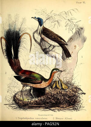 Une histoire populaire des oiseaux : Londres:Lovell Reeve, 1855. Banque D'Images