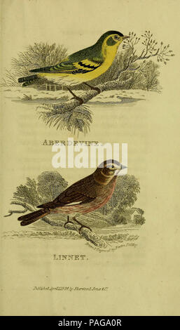 Un traité pratique sur la chanson les oiseaux (la plaque (4)) Banque D'Images