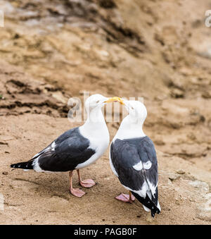 Mouettes dans l'amour Banque D'Images