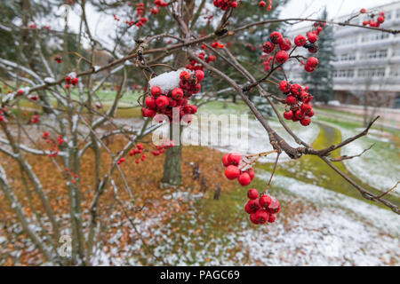 Rowan berries (Sorbus aucuparia) sur une branche couverte de neige à la fin de l'automne Banque D'Images