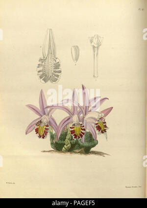 Un deuxième siècle de orchidaceous plants (PL 107) Banque D'Images