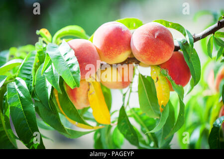 Peach Tree avec des fruits poussant dans le jardin. Peach orchard. Banque D'Images