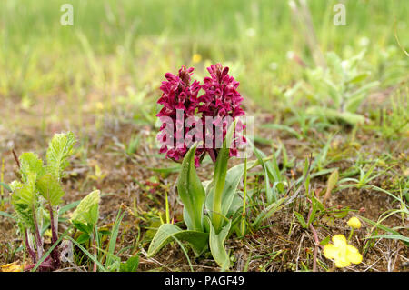 Début Marsh Orchid var. coccinea Dactylorhiza incarnata subsp. coccinea, réserve naturelle nationale de Kenfig, Porthcawl, Nouvelle-Galles du Sud, Banque D'Images