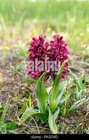 Début Marsh Orchid var. coccinea Dactylorhiza incarnata subsp. coccinea, réserve naturelle nationale de Kenfig, Porthcawl, Nouvelle-Galles du Sud, Banque D'Images