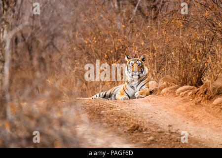 La faune indienne : Femme Tigre du Bengale (Panthera tigris) reposant sur une piste poussiéreuse d'alerte, le parc national de Ranthambore, Rajasthan, Inde du nord, saison sèche Banque D'Images